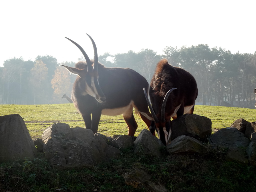 Sable Antelopes and a Rothschild`s Giraffe at the Safaripark Beekse Bergen