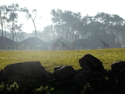 Rothschild`s Giraffes and holiday homes of the Safari Resort at the Safaripark Beekse Bergen