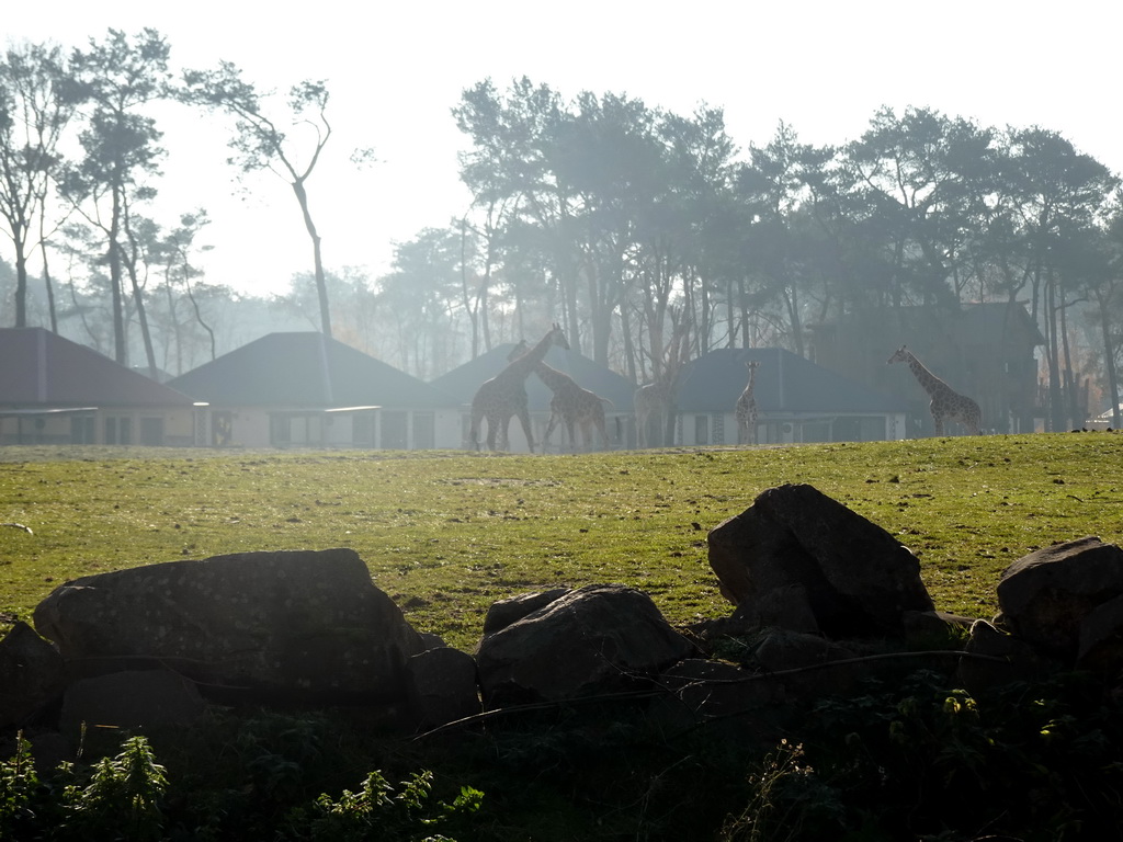 Rothschild`s Giraffes and holiday homes of the Safari Resort at the Safaripark Beekse Bergen