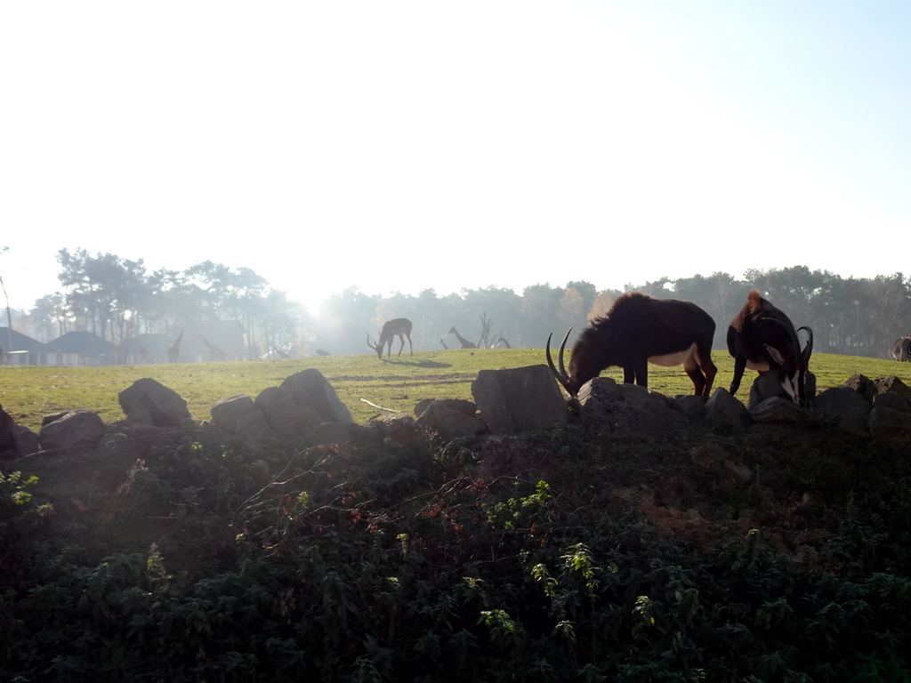 Sable Antelopes and Rothschild`s Giraffes at the Safaripark Beekse Bergen