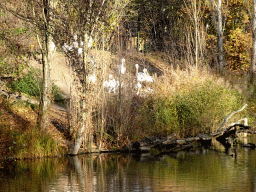 Great White Pelicans at the Safaripark Beekse Bergen