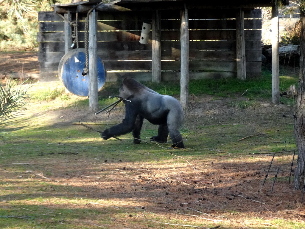 Western Lowland Gorilla at the Safaripark Beekse Bergen