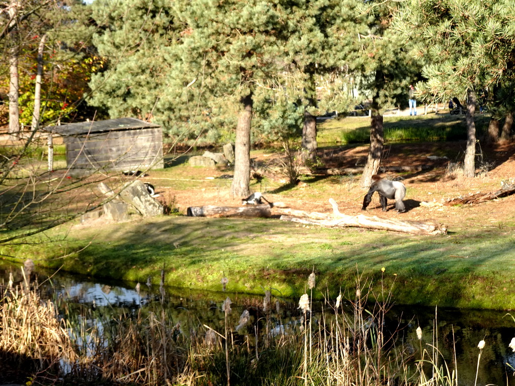 Western Lowland Gorilla and Black-and-white Colobuses at the Safaripark Beekse Bergen