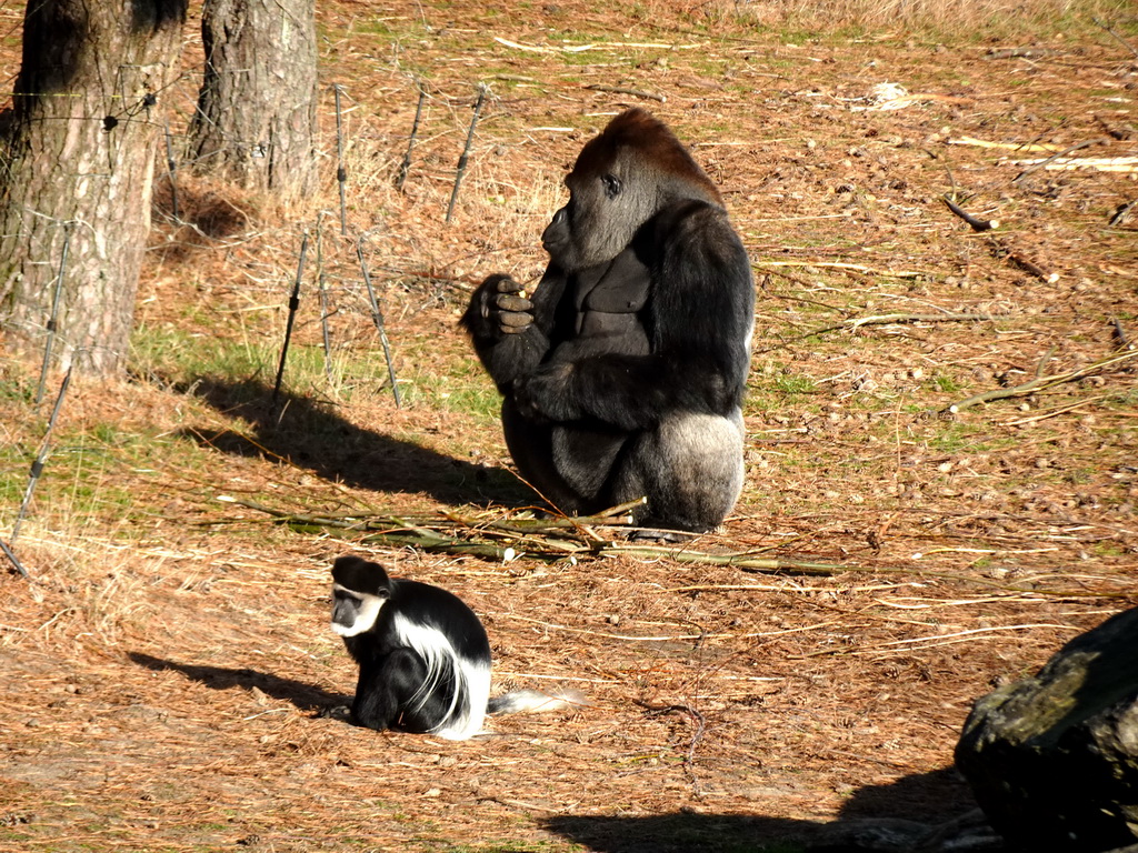Western Lowland Gorilla and Black-and-white Colobus at the Safaripark Beekse Bergen