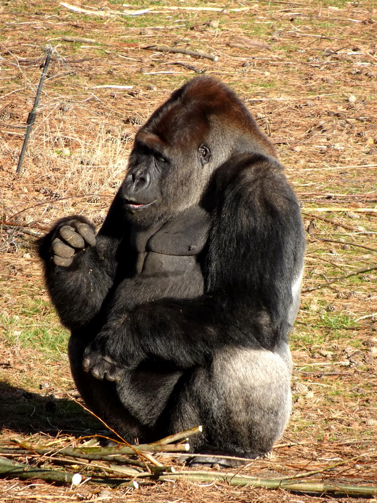 Western Lowland Gorilla at the Safaripark Beekse Bergen