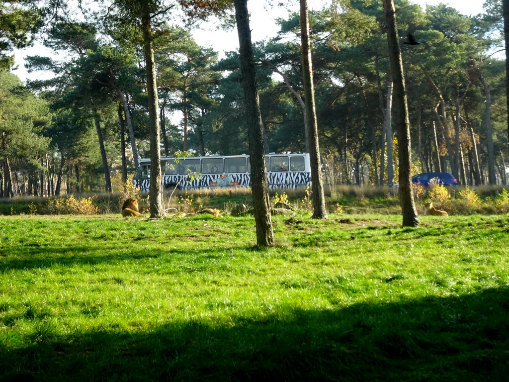 Lions, a safari bus and a car doing the Autosafari at the Safaripark Beekse Bergen