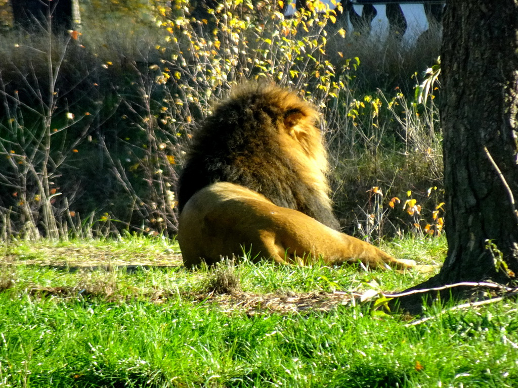 Lion at the Safaripark Beekse Bergen