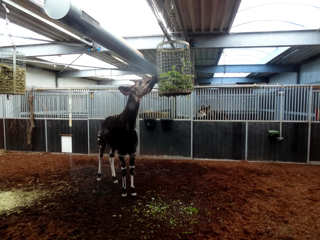 Okapis at the Safaripark Beekse Bergen