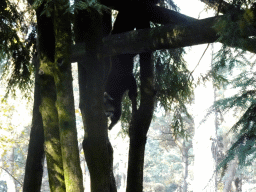 Red Panda at the Safaripark Beekse Bergen