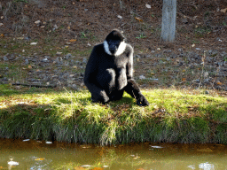 Northern White-cheeked Gibbon at the Safaripark Beekse Bergen