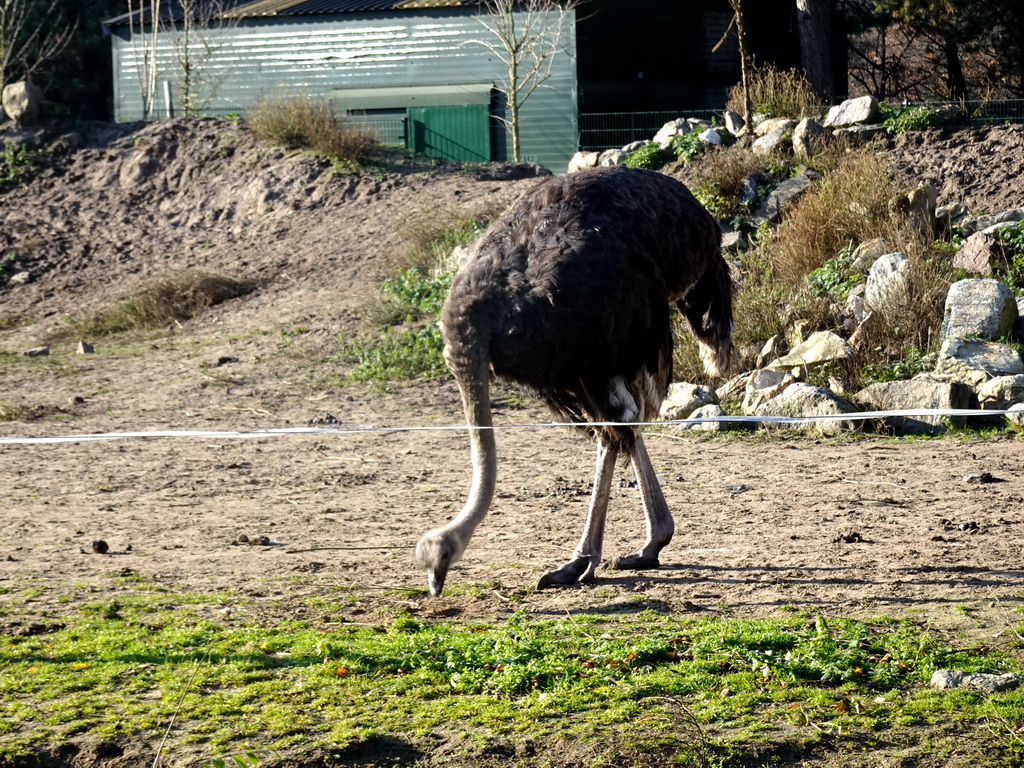 Ostrich at the Safaripark Beekse Bergen