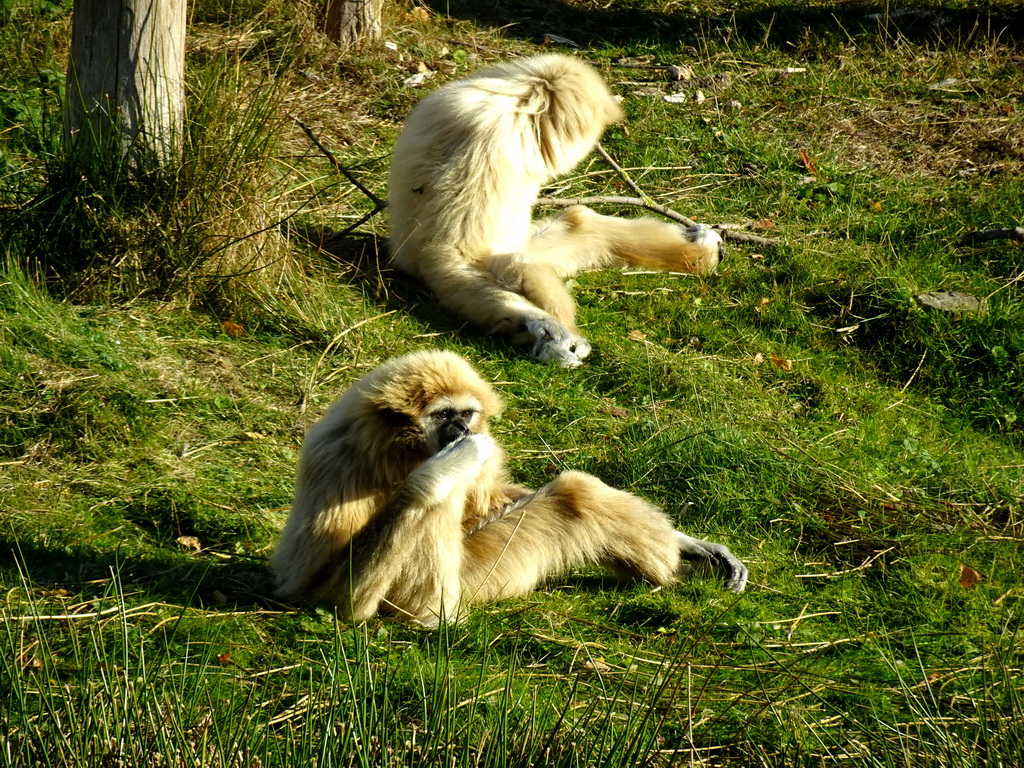 Lar Gibbons at the Safaripark Beekse Bergen, viewed from the Kongo restaurant