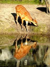 Sitatunga at the Safaripark Beekse Bergen, viewed from the Kongo restaurant