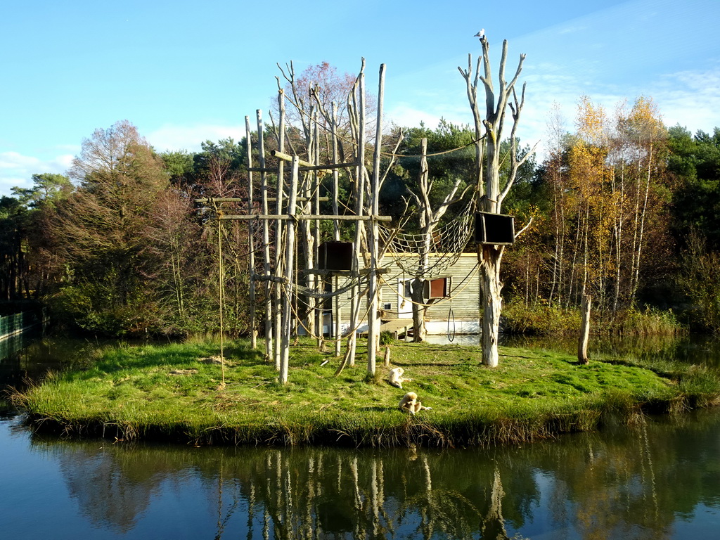 Lar Gibbons at the Safaripark Beekse Bergen, viewed from the Kongo restaurant