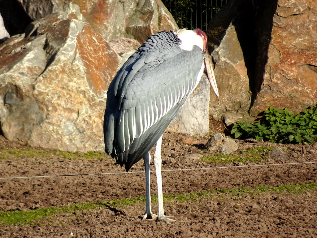 Marabou Stork at the Safaripark Beekse Bergen