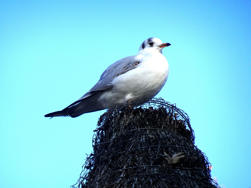 Pigeon on the roof of the Pikkewijn restaurant at the Safaripark Beekse Bergen