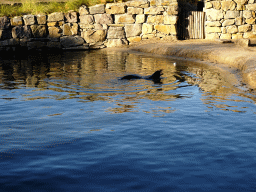 California Sea Lion at the Safaripark Beekse Bergen