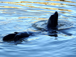 California Sea Lion at the Safaripark Beekse Bergen