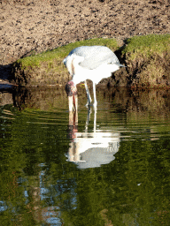 Marabou Stork at the Safaripark Beekse Bergen