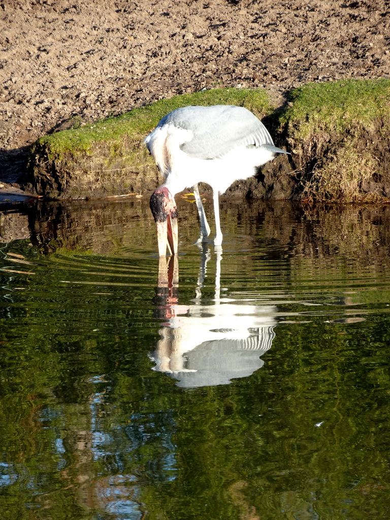 Marabou Stork at the Safaripark Beekse Bergen