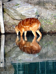 Sitatunga at the Safaripark Beekse Bergen