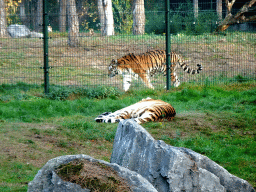 Tigers at the Safaripark Beekse Bergen