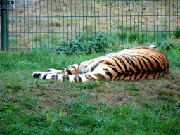 Tiger at the Safaripark Beekse Bergen