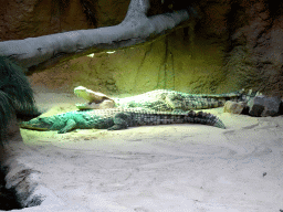 Nile Crocodiles at the Hippopotamus and Crocodile enclosure at the Safaripark Beekse Bergen