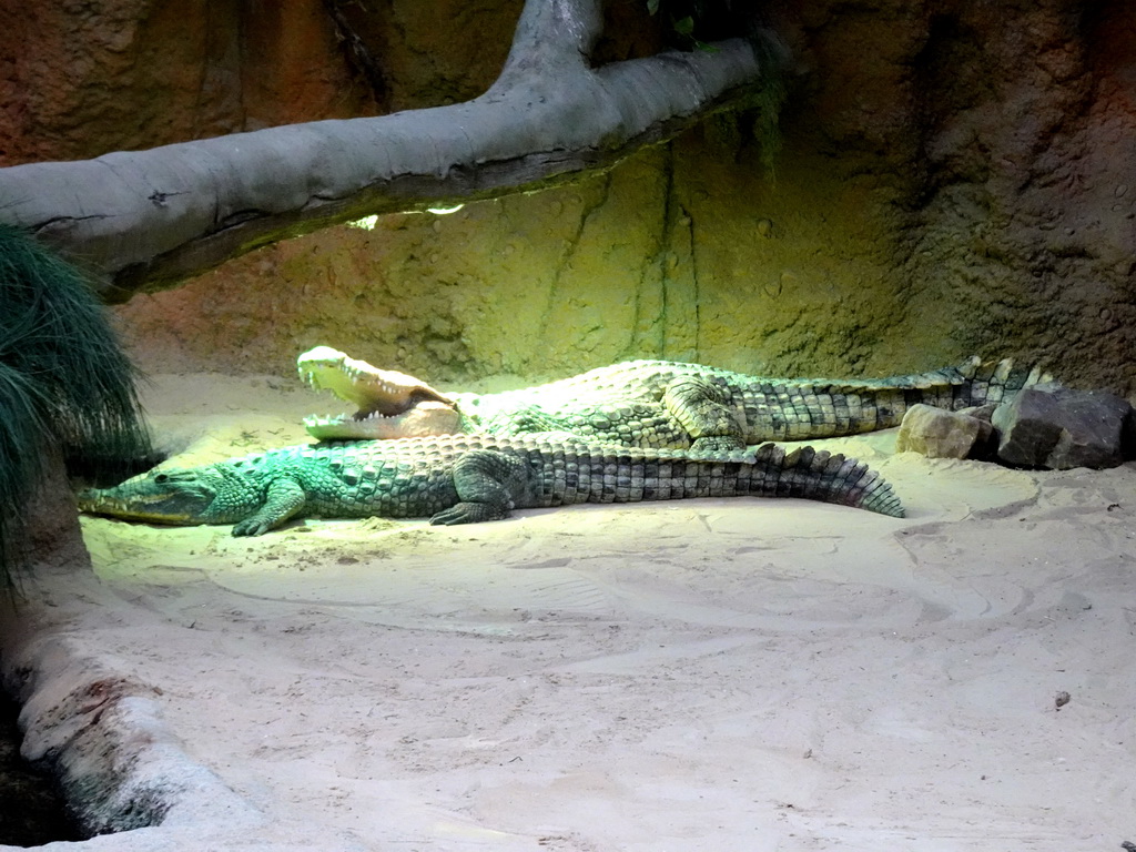 Nile Crocodiles at the Hippopotamus and Crocodile enclosure at the Safaripark Beekse Bergen