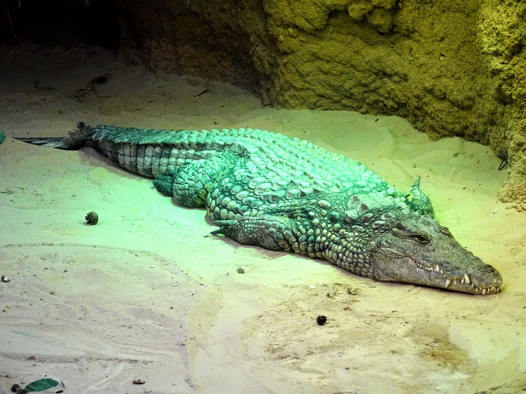 Nile Crocodile at the Hippopotamus and Crocodile enclosure at the Safaripark Beekse Bergen