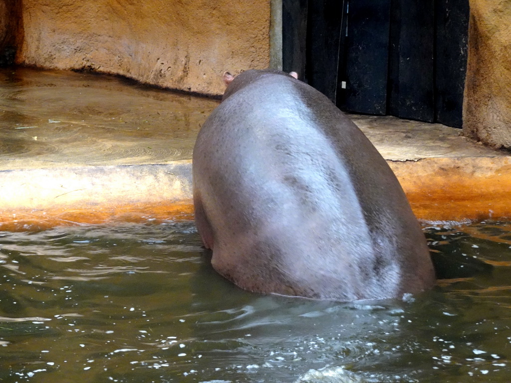 Hippopotamus at the Hippopotamus and Crocodile enclosure at the Safaripark Beekse Bergen