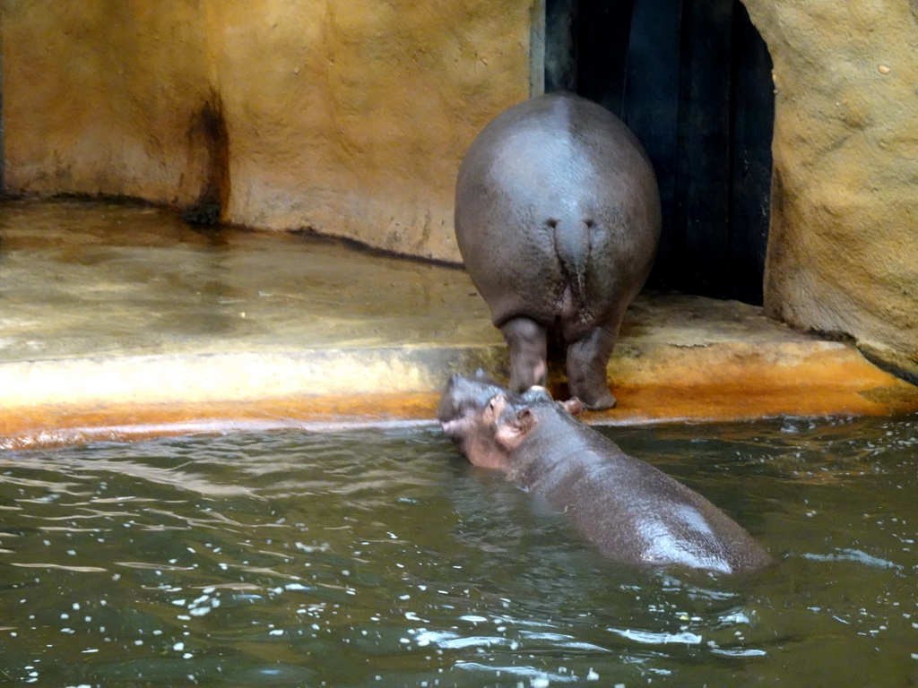 Hippopotamuses at the Hippopotamus and Crocodile enclosure at the Safaripark Beekse Bergen