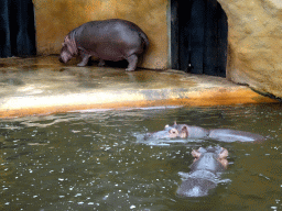 Hippopotamuses at the Hippopotamus and Crocodile enclosure at the Safaripark Beekse Bergen