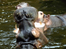 Hippopotamuses at the Hippopotamus and Crocodile enclosure at the Safaripark Beekse Bergen