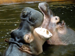 Hippopotamuses at the Hippopotamus and Crocodile enclosure at the Safaripark Beekse Bergen