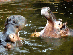 Hippopotamuses at the Hippopotamus and Crocodile enclosure at the Safaripark Beekse Bergen