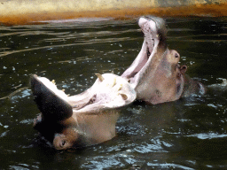 Hippopotamuses at the Hippopotamus and Crocodile enclosure at the Safaripark Beekse Bergen