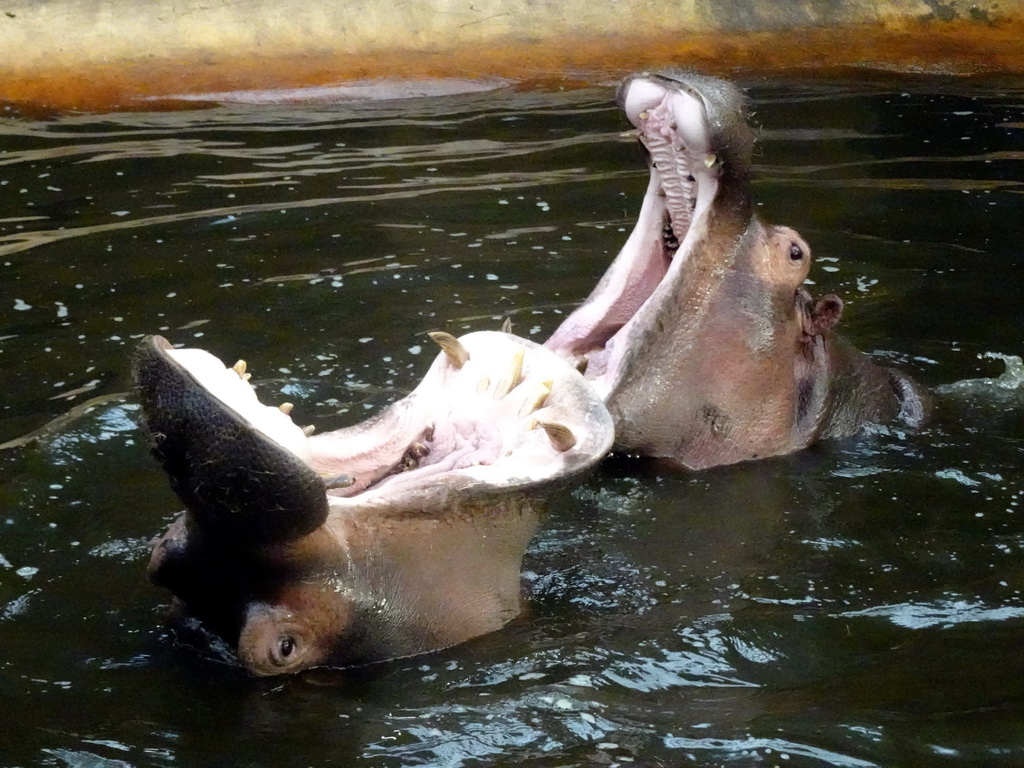 Hippopotamuses at the Hippopotamus and Crocodile enclosure at the Safaripark Beekse Bergen