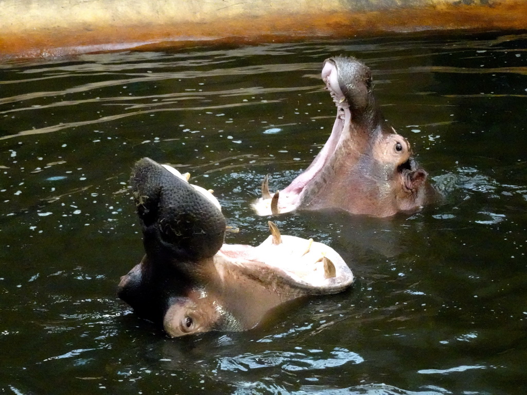 Hippopotamuses at the Hippopotamus and Crocodile enclosure at the Safaripark Beekse Bergen