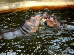 Hippopotamuses at the Hippopotamus and Crocodile enclosure at the Safaripark Beekse Bergen