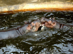 Hippopotamuses at the Hippopotamus and Crocodile enclosure at the Safaripark Beekse Bergen