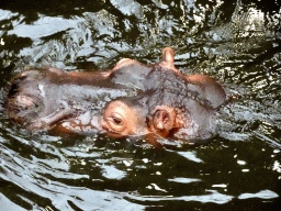 Hippopotamus at the Hippopotamus and Crocodile enclosure at the Safaripark Beekse Bergen