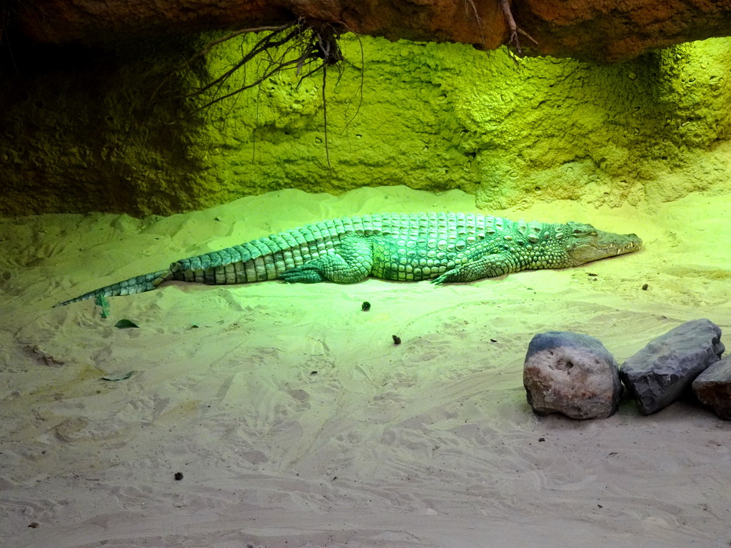 Nile Crocodile at the Hippopotamus and Crocodile enclosure at the Safaripark Beekse Bergen, viewed from the upper floor
