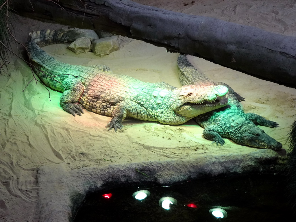 Nile Crocodiles at the Hippopotamus and Crocodile enclosure at the Safaripark Beekse Bergen, viewed from the upper floor