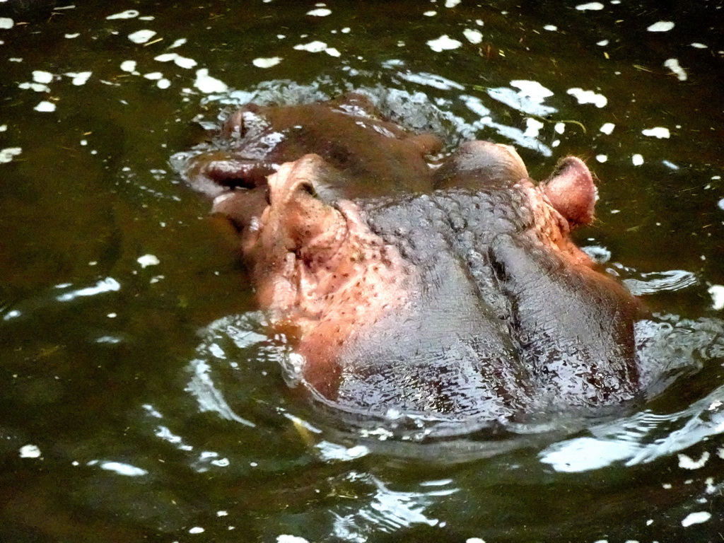 Hippopotamus at the Hippopotamus and Crocodile enclosure at the Safaripark Beekse Bergen, viewed from the upper floor