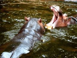 Hippopotamuses at the Hippopotamus and Crocodile enclosure at the Safaripark Beekse Bergen, viewed from the upper floor