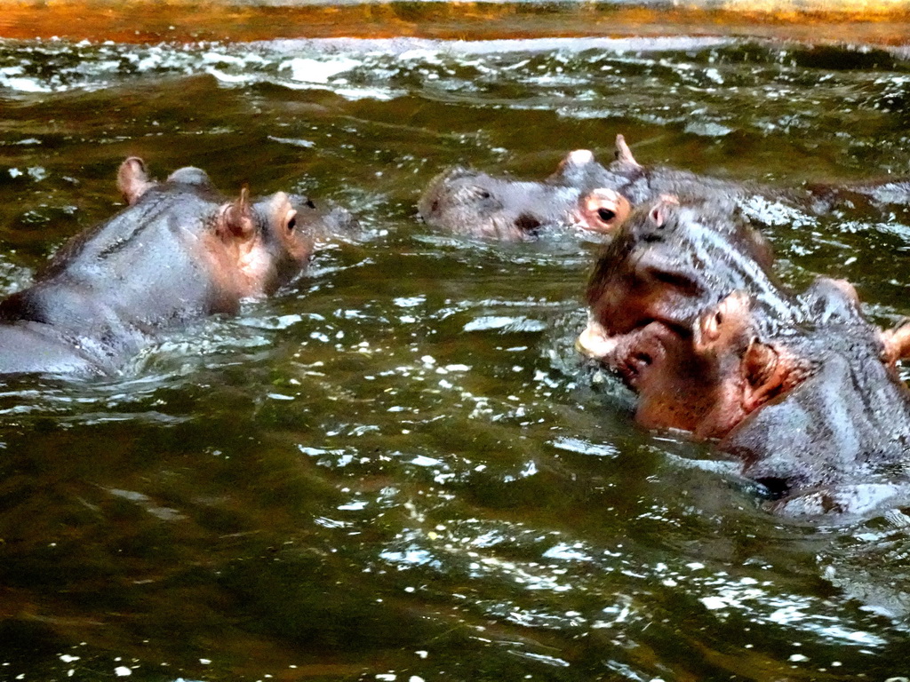 Hippopotamuses at the Hippopotamus and Crocodile enclosure at the Safaripark Beekse Bergen, viewed from the upper floor