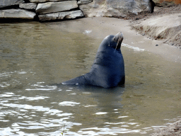 California Sea Lion at the Safaripark Beekse Bergen