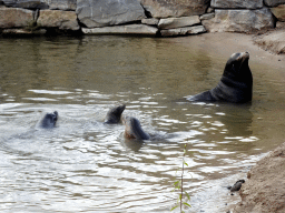 California Sea Lions at the Safaripark Beekse Bergen