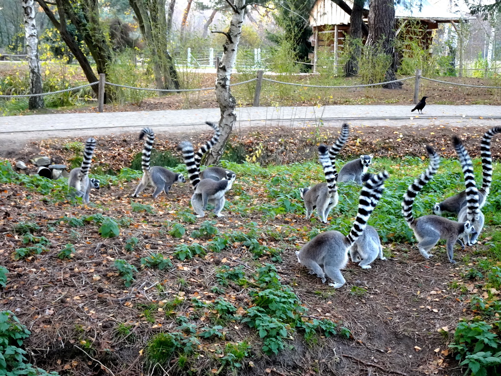 Ring-tailed Lemurs at the Safaripark Beekse Bergen